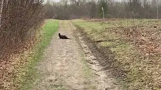 Getting to the otter side