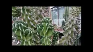 Обязательно надо посмотреть!!! С 01 марта 2020 года только на территории Ботанического сада!!!