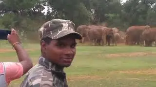 Wild Elephant in the forest|  jangli hathi |hathi Raja|#hathiraja