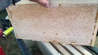 Откачка и сотовый мёд