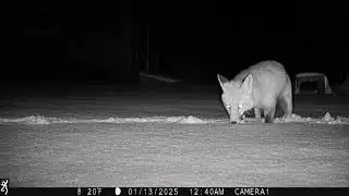 fox finds snow covered snack!