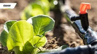 WATERING LETTUCE: HERE IS WHAT YOU NEED TO KNOW!