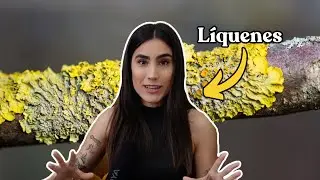 Líquenes: relación hongo y alga 🍄🍃
