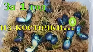 ЭКСПРЕСС-МЕТОД ПРОРАЩИВАНИЯ КОСТОЧКОВЫХ! МКВ.
