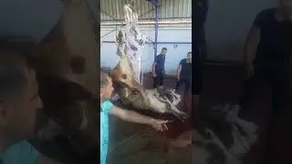 1 tonluk 2017 kurban kesimi