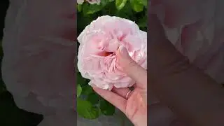 Быстрая пробежка по розам. И всё-таки я их обрезала.