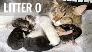 SKOGBERG CATTERY | NORWEGIAN FOREST CATS. Please Meet Our Litter O | October Name Days