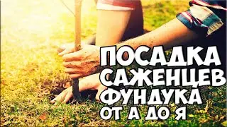 Посадка саженцев фундука от А до Я / Фундук-сад!!! planting hazelnuts