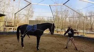 415  Horse on training   Smart horse lesson