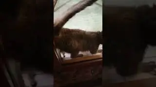 #обезьяна#шампанзе