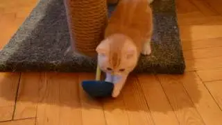 Шотландская Рыжая Биколор кошечка.