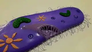 Paramecium - Modelo Didático