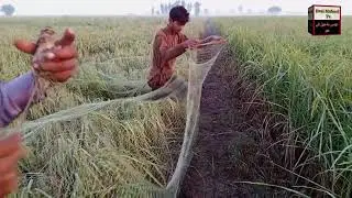 Batair ka shikar//ajh ka shikar 11/10/2024