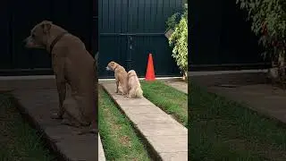 #dog amigos