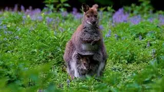 kangaroo kid