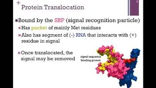 191-Post-translational Processes
