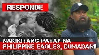 Philippine Eagles, nanganganib nang maubos | RESPONDE
