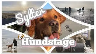 VLOG #78 / Sylter Hundstage / Hundeurlaub 🐶🌊
