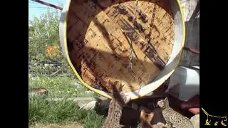 Cat wheel2007