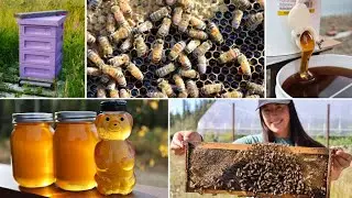 The Buzz About Bees in Alaska + Our Biggest Honey Harvest Yet