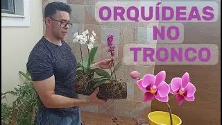 Orquídeas no Tronco