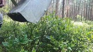 Как правильно собирать чернику.