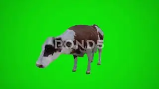 Free download green screen video 3D Animation White Brown Cow Village From The Angle Three Corners