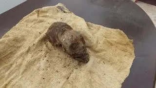 Amazing Elongated Headed Newborn Baby Found Near Paracas Peru