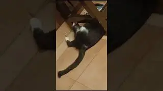 🐾💤 