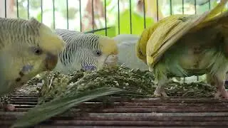 My Budgies love the Grass seeds!
