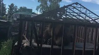 Медведи на даче