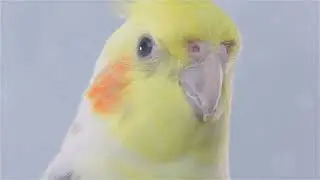 All About Cockatiels | Cockatiels | Cockatiel breeding