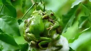 Froog