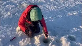 Форелька на пастовушки