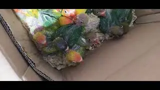 فراخ فيشر