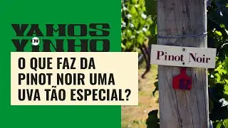 O que faz da pinot noir uma uva tão especial? Vamos de Vinho explica