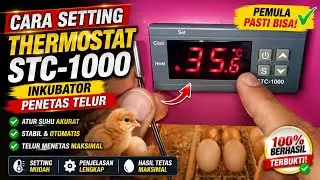 Cara setting thermostart Stc-1000 inkubator penetas telur
