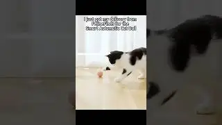Must-Have Cat Toy: Smart Automatic Cat Ball - Endless Playtime Guaranteed!