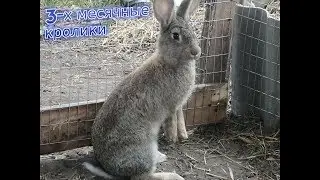Кроликам 3 месяца.  Взвешивание