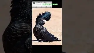 2024 cockatoo and 5000bce cockatoo || Past animals ||#shorts #Trend #trend #new #evolution #today