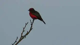 Pássaro Vermelho Lindo -  Príncipe   Pyrocephalus rubinus