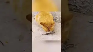 KUCING MEMAKAN TIKUS !!!