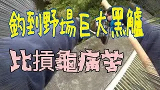 釣到野場巨大黒鱸  比槓龜還痛苦