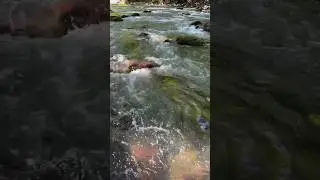 Горная река на «КРАСНОЙ ПОЛЯНЕ»