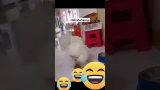 Try not to Laugh 🤣 #shorts #funny #viral #trending #funnyanimals #funnyvideo #veryfunny