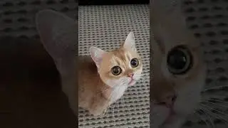 Кошка скоро родит