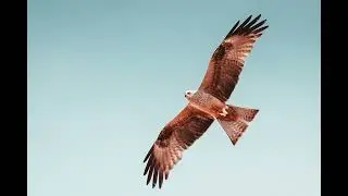 Vögel