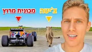 Who would win, a cheetah or a race car?