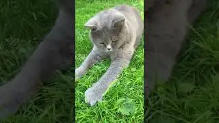 Миу-мау❤️🐈‍⬛ 