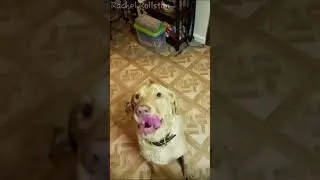 Dog loves cheese